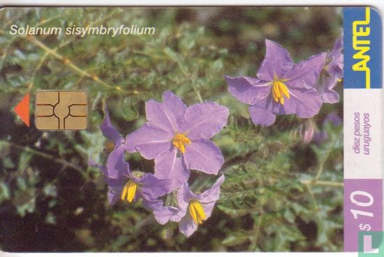 Solanum Sisymbryfolium - Image 1