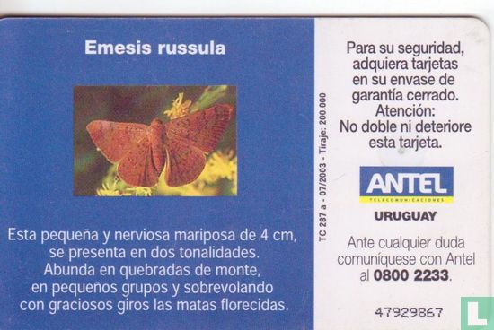 Emesis Russula - Image 2