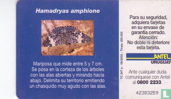 Hamadryas Amphione - Image 2