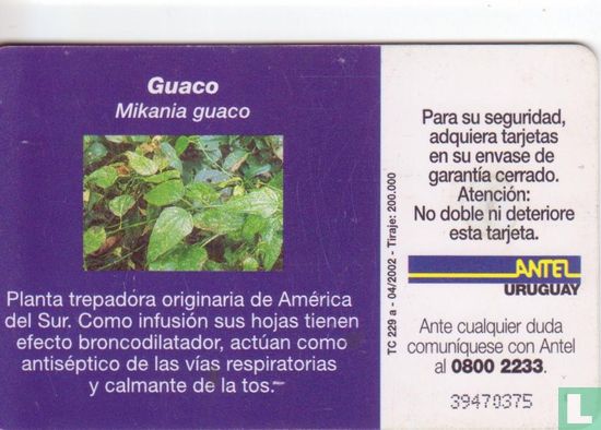 Guaco - Image 2