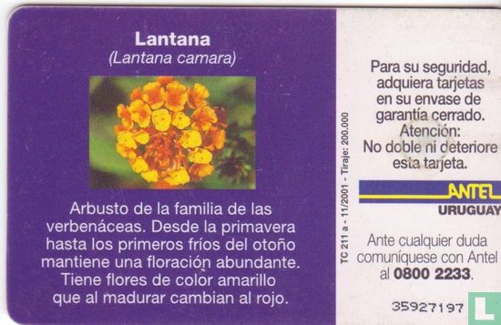 Lantana Camara - Image 2