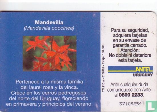 Mandevilla Coccinea - Image 2