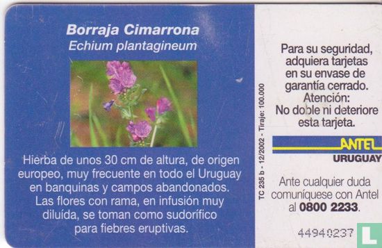 Borraja Cimarrona - Image 2