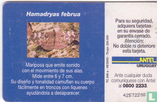 Hamadryas Februa - Image 2