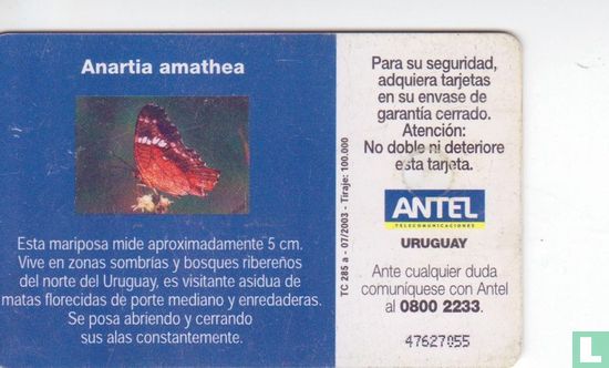 Anartia Amathea - Image 2