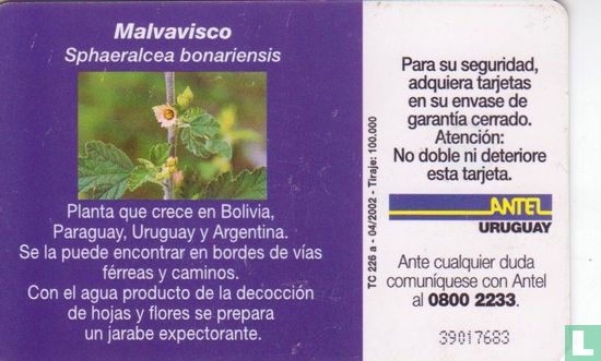 Malvavisco - Image 2