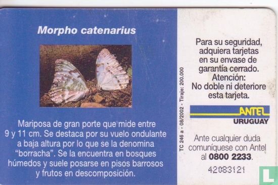 Morpho Catenarius - Image 2