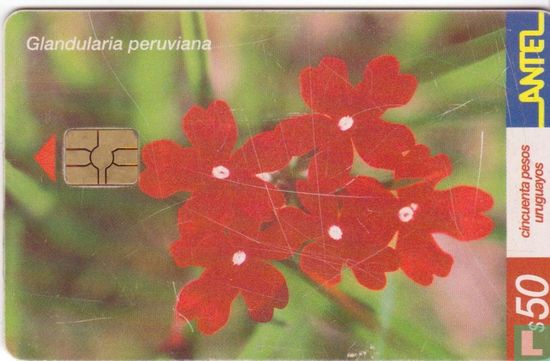 Glandularia Peruviana - Image 1