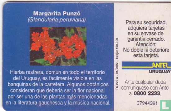 Glandularia Peruviana - Image 2