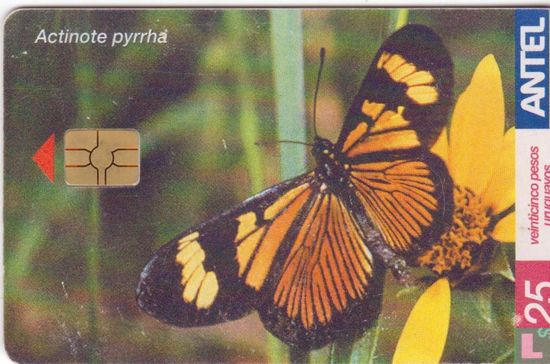 Actinote Pyrrha - Image 1