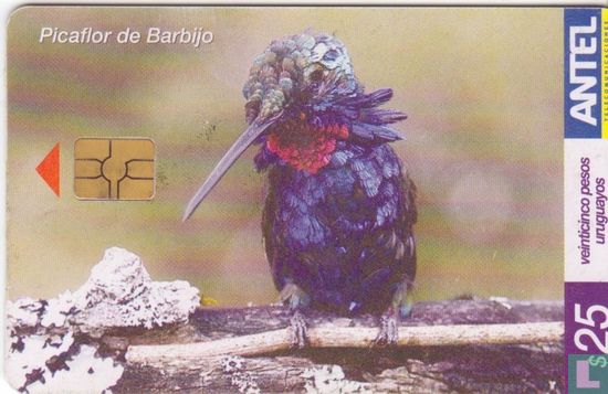 Picaflor de Barbijo - Image 1