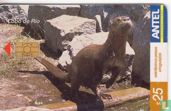 Lobo de Rio - Image 1