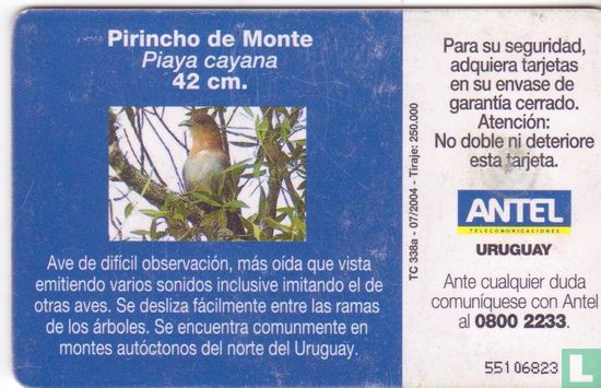 Pirincho de Monte - Image 2
