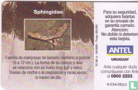 Sphingidae - Afbeelding 2