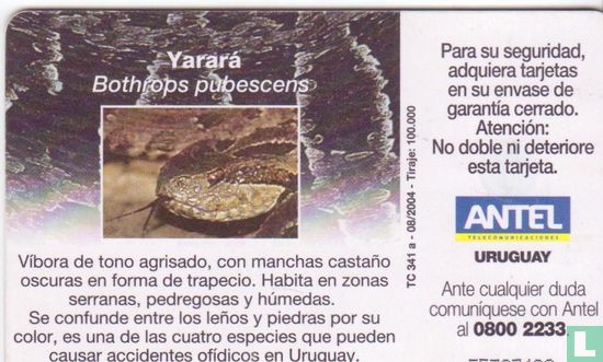 Yarará - Image 2