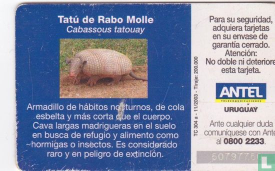 Tatú de Rabo Molle - Afbeelding 2