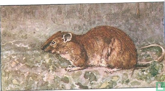 Bruine Rat - Afbeelding 1
