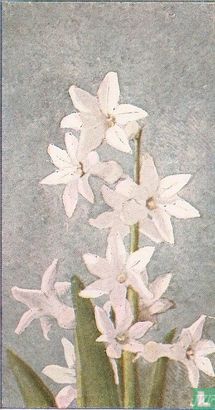 Romeinsche Hyacinthe - Bild 1