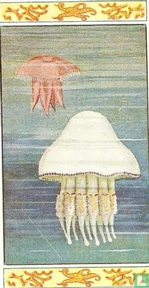 Geöorde Zeekwal, Cuvier's Zeepaddestoel - Afbeelding 1