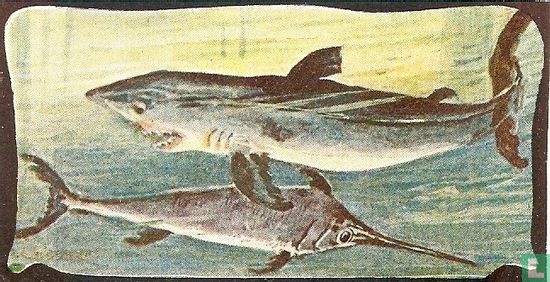 Haai en Zwaardvisch. - Afbeelding 1