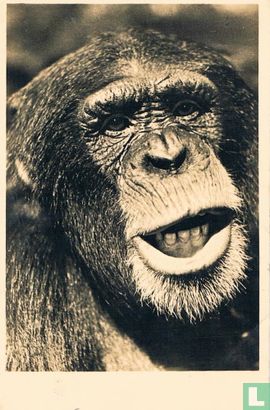 Kop van volwassen Chimpansee - West Afrika