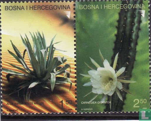 Succulent plants