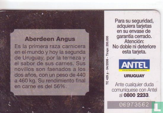 Aberdeen Angus - Image 2