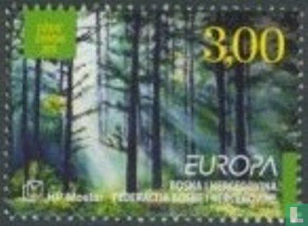 Europa – Der Wald