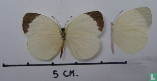 Eurema albula albula - Bild 1