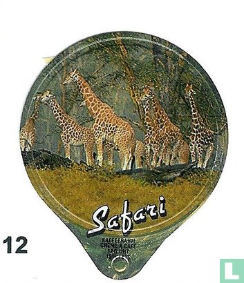 Safari  