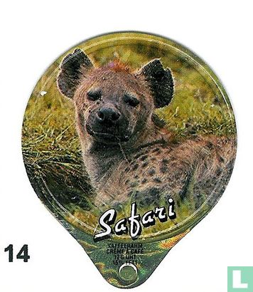 Safari    