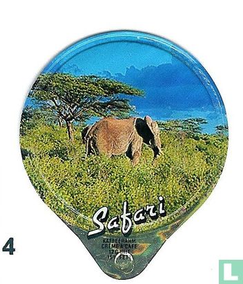 Safari   
