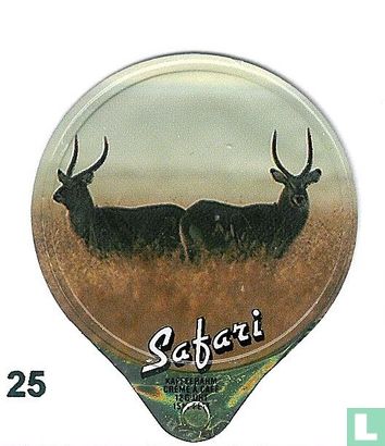 Safari  