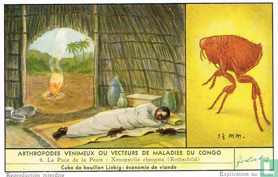 La puce de la peste: Xenopsylla cheopsis (Rothschild)