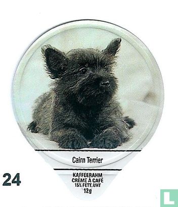 Cairn Terrier  