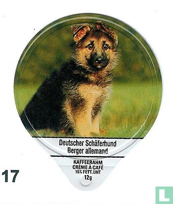Deutscher Schäferhund 