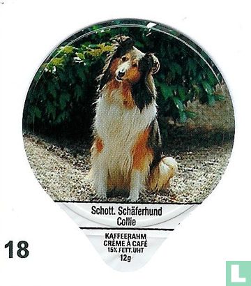 Schott.Schäferhund