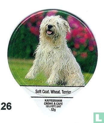 Soft Coat.Wheat.Terrier  