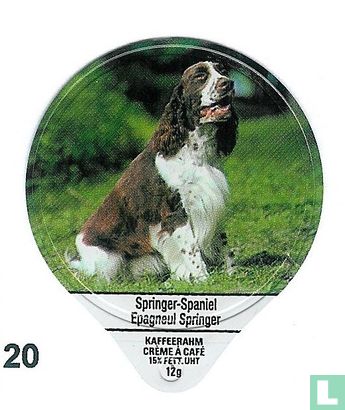 Springer-Spaniel