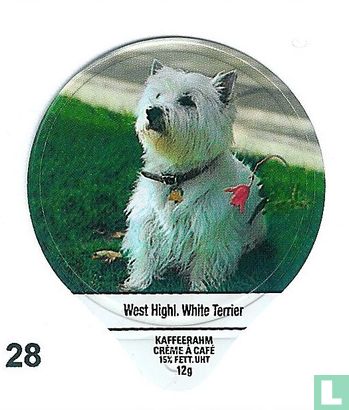 West Highl.White Terrier 