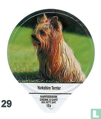 Yorkshire Terrier  