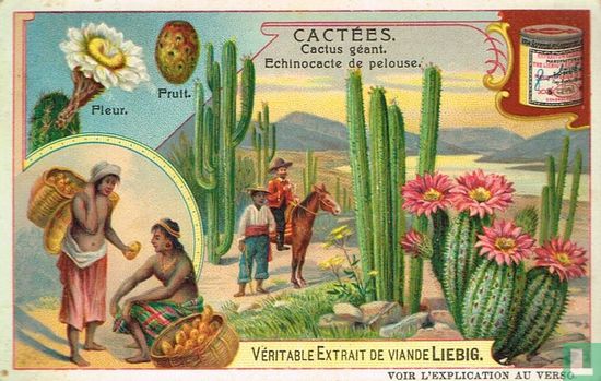 Cactus géant - Echinocacte de pelouse