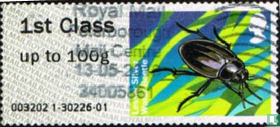 Lesser Silver Water Beetle