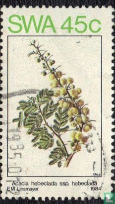 Acacias in the spring
