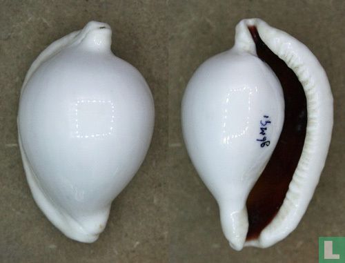 Ovula ovum - Afbeelding 1