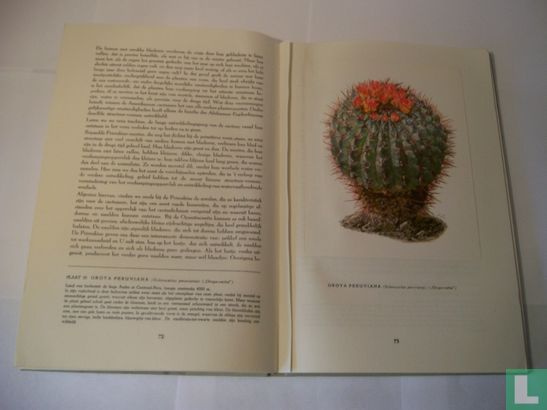 De cactussen - Image 3