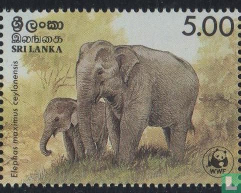 Sri Lankan Elephant 