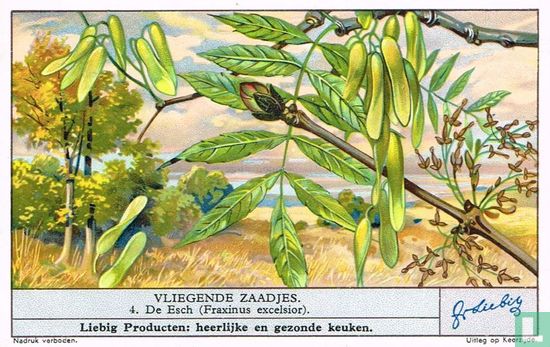 De Esch (Fraxinus exelsior)