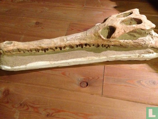 Krokodillen fossiel  - Image 1