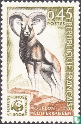 Mouflon méditerranéen